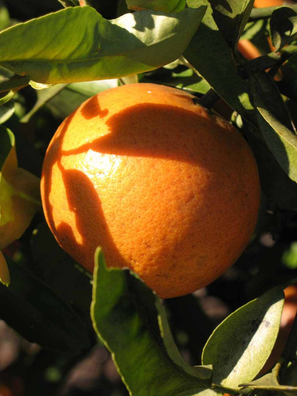              Fruit (Winter Haven, FL)       